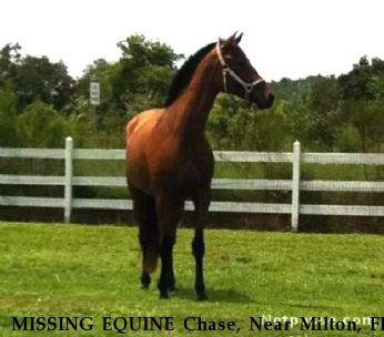 MISSING EQUINE Chase, Near Milton, FL, FL, 32583